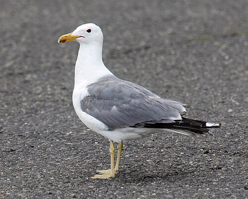 California gull